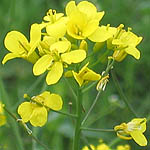 Silene vulgaris - Wildflowers, Sweden