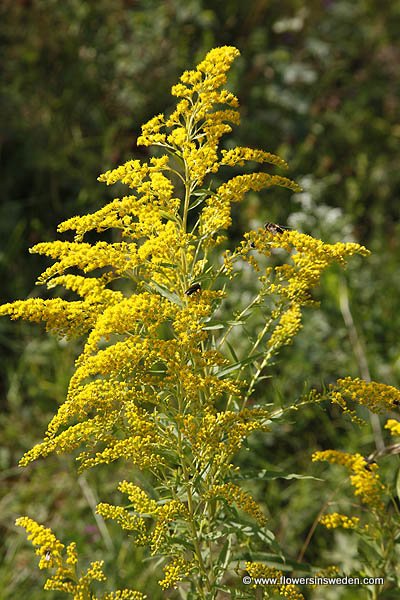 Botany, Nature, Wildflowers, Sweden