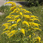 Solidago canadensis - Wildflowers, Sweden