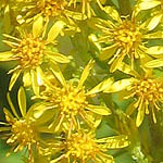 Solidago virgaurea - Wildflowers, Sweden