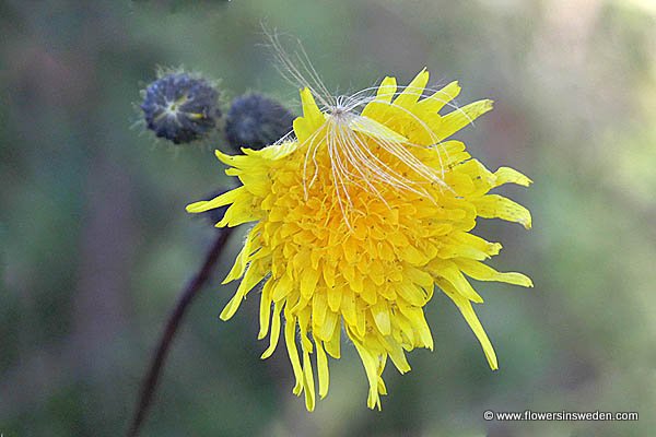 Flowers in Sweden