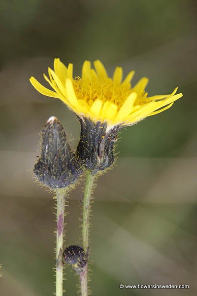 Bloemen Zweden Natuur Reizen