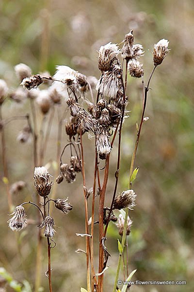 Sonchus arvensis, Åkermolke, Acker-Gänsedistel, Akkermelkdistel, Field sowthistle