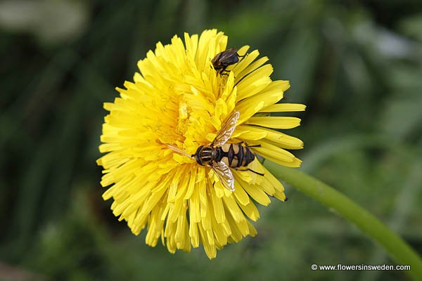 Flora of Sweden online, Native plants, Sverige