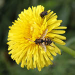 Sonchus arvensis - Wildflowers, Sweden