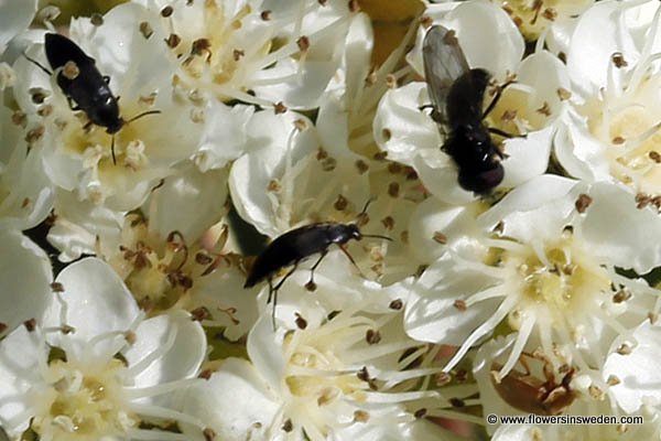 Bloemen Zweden Natuur