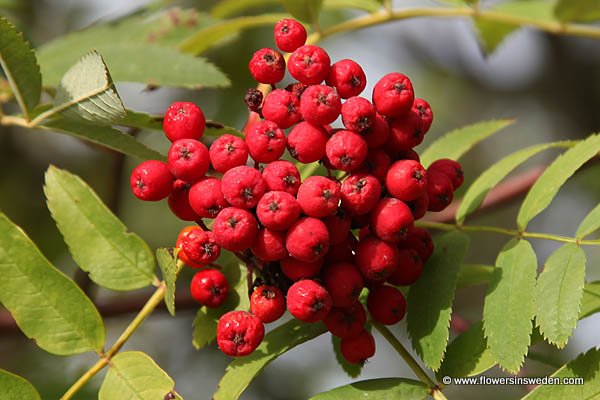 Sorbus aucuparia, Sorbus glabrata, SE: Rönn, DE: Eberesche, NL: Wilde lijsterbes, UK: Rowan