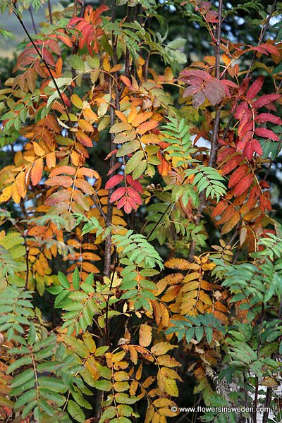 Flora of Sweden online, Native plants, Sverige