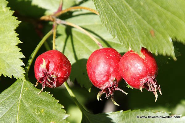 Flowers in Sweden