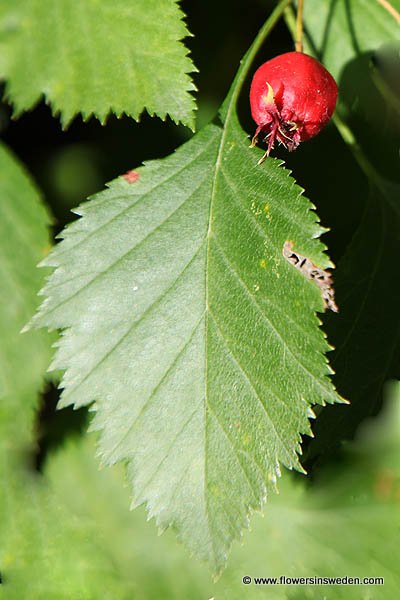 Vilda blommor i Sverige 