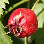 Sorbus aucuparia, Sorbus glabrata, - Wildflowers, Sweden