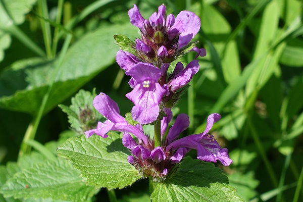 Sweden Flowers,Stachys sylvatica, SE: Stinksyska, DE: Wald-Ziest, NL: Bosandoorn, UK: Hedge Woundwort