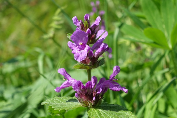 Stachys sylvatica, Stinksyska, Wald-Ziest, Bosandoorn, Hedge Woundwort