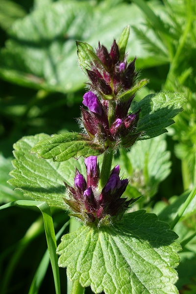 Flowers in Sweden, Wildflowers, Nature