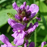 Stachys sylvatica - Wildflowers, Sweden