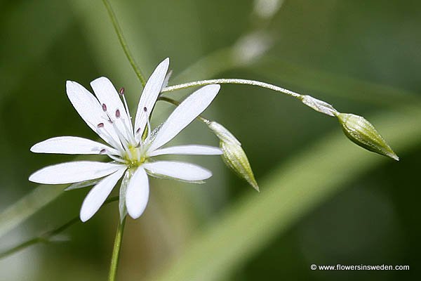 Stellaria graminea, Grässtjärnblomma, Gras-Sternmiere, Grasmuur, Lesser Stitchwort