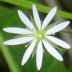 Stellaria graminea - Wildflowers, Sweden