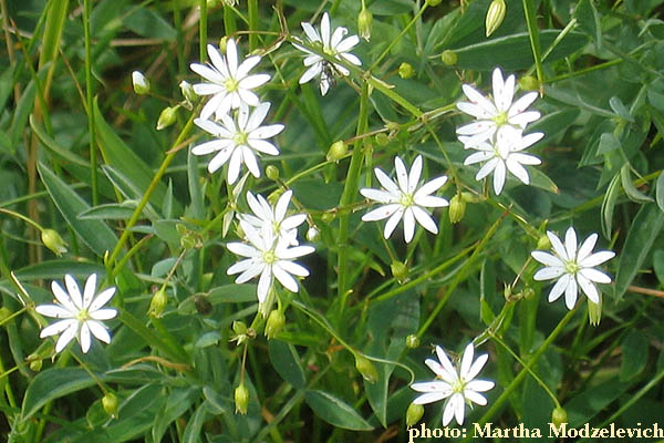 Vilda blommor i Sverige, Ragunda. Jamtland, Flowers of Sweden