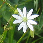 Stellaria holostea - Wildflowers, Sweden