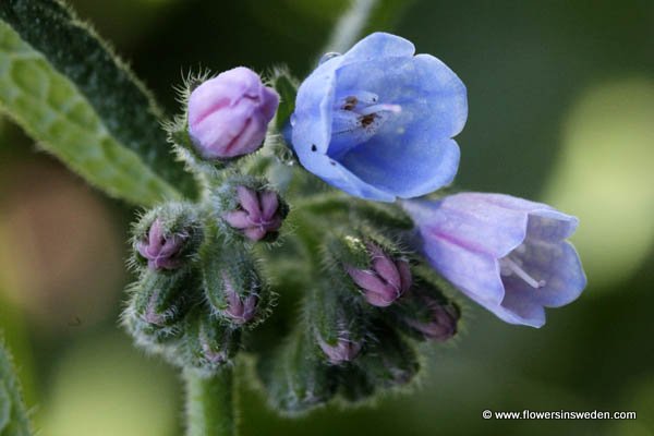 Symphytum × uplandicum, Uppländsk vallört, Futter-Beinwell, Smeerwortel hybride, Russian Comfrey, Blue Comfrey, Quaker Comfrey, Upland Comfrey