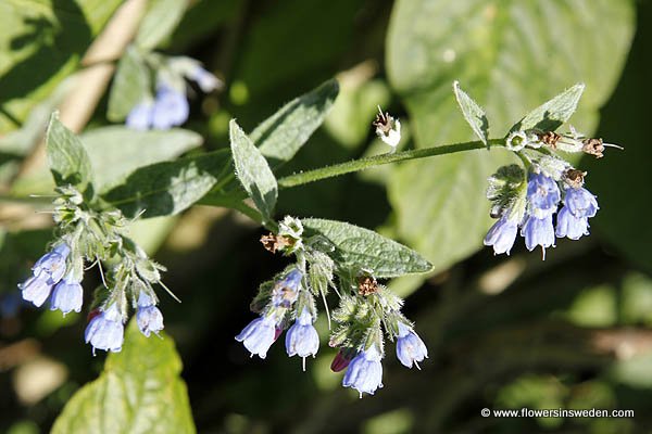 Symphytum × uplandicum, Uppländsk vallört, Futter-Beinwell, Smeerwortel hybride, Russian Comfrey, Blue Comfrey, Quaker Comfrey, Upland Comfrey