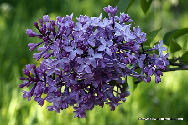 Flowers in Sweden