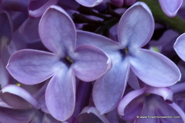 Sweden, Nature, Flowers, Botany