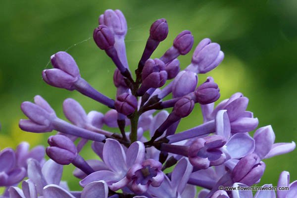 Zweden, Bloemen, Natuur, Reizen