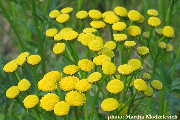 Sweden wildflowers and native plants 