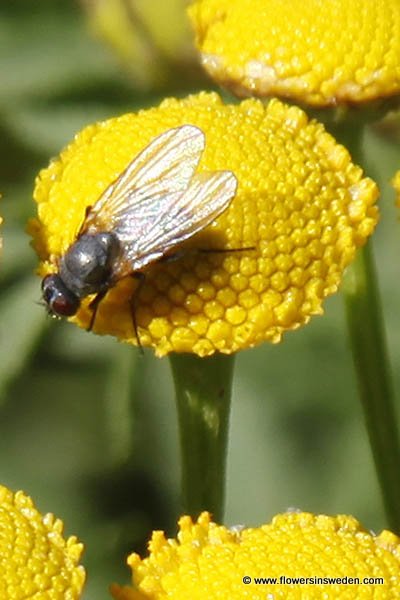 Flowers in Sweden