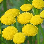 Tanacetum vulgare - Wildflowers, Sweden