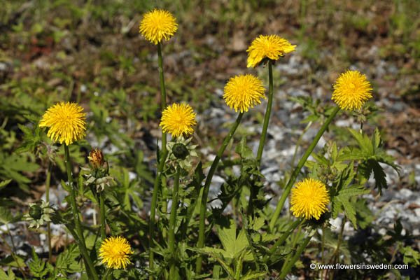 Flowers in Sweden