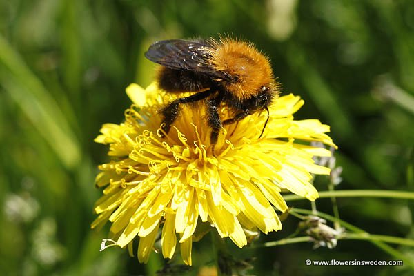 Zweden, Bloemen, Natuur, Reizen