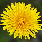 Taraxacum - Wildflowers, Sweden