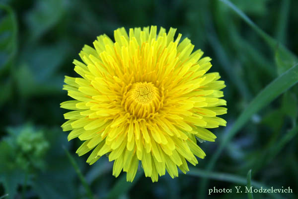 Hammarstrand, Ragunda, Jamtlnad, Flowers in Sweden