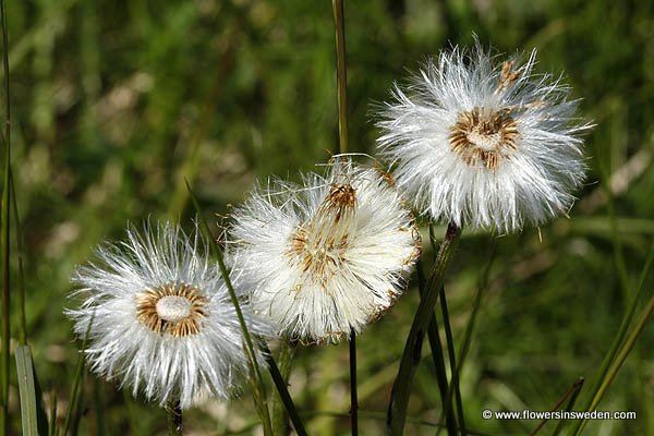 Vilda blommor i Sverige