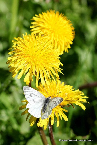 Zweden, Bloemen, Natuur, Reizen