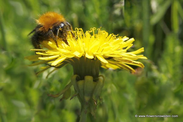 Vilda blommor i Sverige