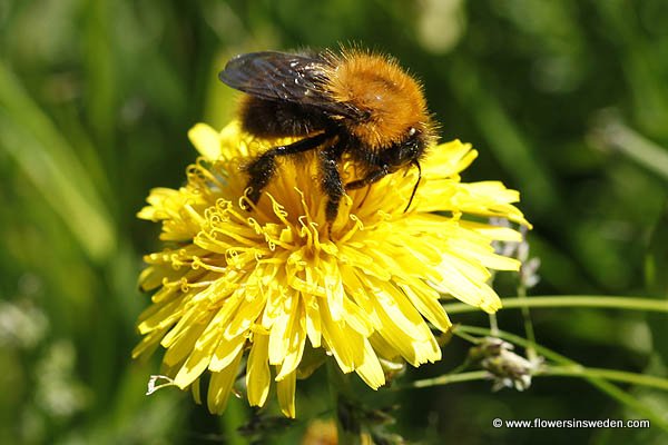 Flora of Sweden online