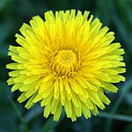 Taraxacum - Wildflowers, Sweden