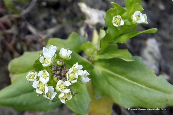 Flowers in Sweden, Nature