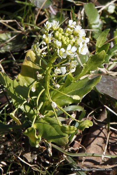 Vilda blommor i Sverige