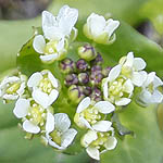 Thlaspi arvense - Wildflowers, Sweden