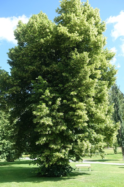 Sweden Flowers,Tilia cordata, Lind, Winter-Linde, Winterlinde, Small-leaved Lime