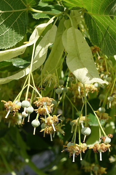 Tilia cordata, Lind, Winter-Linde, Winterlinde, Small-leaved Lime