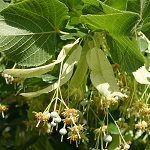 Tilia cordata, SE: Lind, DE: Winter-Linde ,<br> NL: Winterlinde, UK: Small-leaved Lime - Wildflowers, Sweden