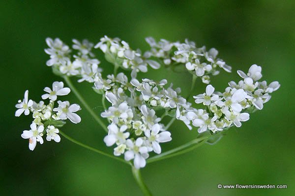 Flowers in Sweden