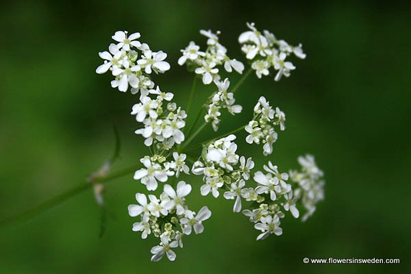 Vilda blommor i Sverige