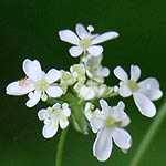 Torilis japonica, Torilis arvensis, Torilis anthriscus - Wildflowers, Sweden