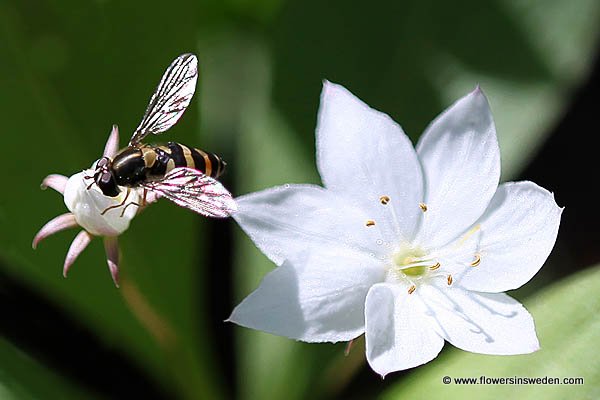 Flowers in Sweden